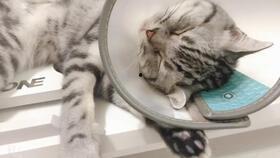 猫咪可以吃羊瓜嘛,羊瓜是否适合猫咪食用？