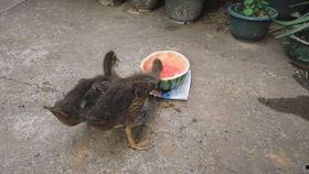 带你吃瓜小鸭,揭秘娱乐圈那些不为人知的幕后故事