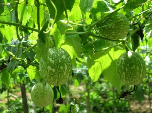 吃吊瓜饭,传统美食的传承与创新