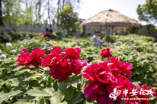 山东菏泽牡丹山新闻头条,盛放春色，新闻头条聚焦生态旅游新亮点