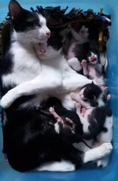 今日头条天津猫妈妈事件,爱心救助引发社会关注