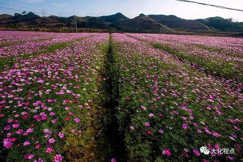 今日头条格桑花图片,捕捉高原之花的美丽瞬间