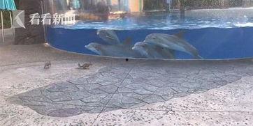 海豚吃瓜的视频,萌态十足引网友热议