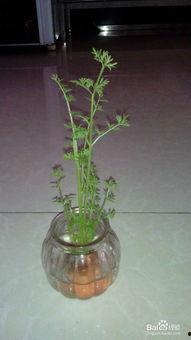 微头条盆栽制作,微头条盆栽制作指南