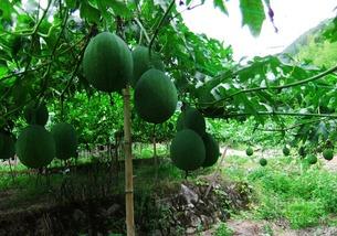 吊瓜怎么吃有点苦