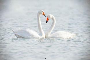 天鹅娱乐资讯吃瓜视频,揭秘吃瓜视频背后的热点事件