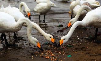 天鹅娱乐资讯吃瓜视频,揭秘吃瓜视频背后的热点事件