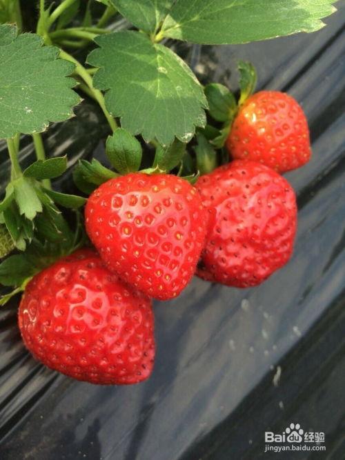 娱乐吃瓜君 草莓果酱,娱乐吃瓜君带你揭秘甜蜜背后的故事