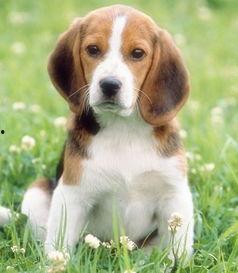 娱乐吃瓜酱抚慰犬,揭秘娱乐圈温馨治愈瞬间