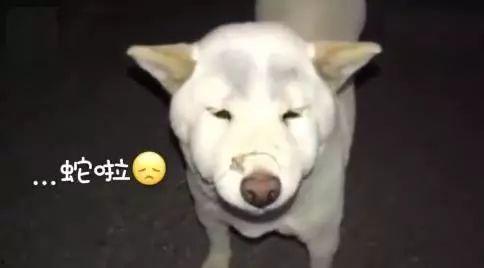 傻狗的日常娱乐吃瓜君,吃瓜君带你领略娱乐圈的欢乐瞬间